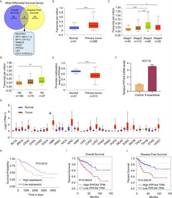 <mark class="highlighted">PPFIA4</mark> Promotes Colon Cancer Cell Proliferation and Migration by Enhancing Tumor Glycolysis